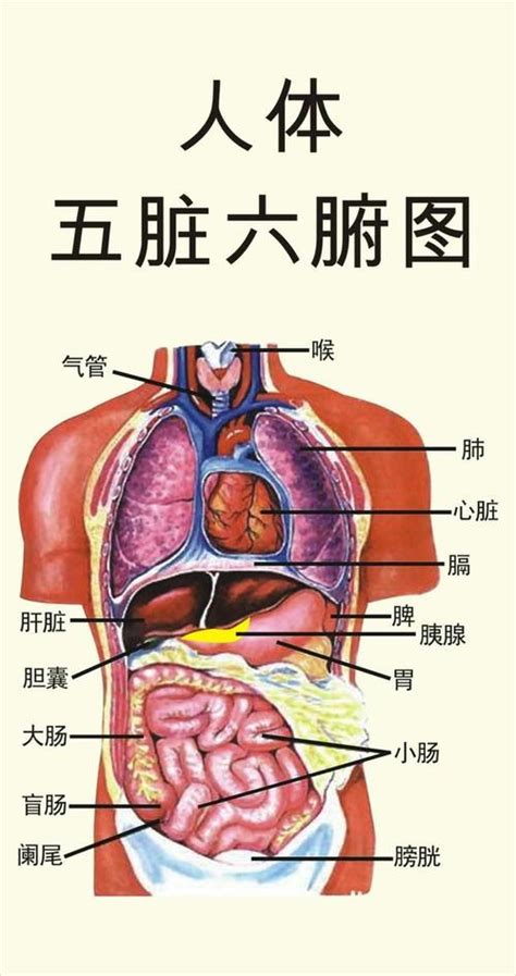 身體部位圖|人体图五脏的位置图分布图 (人体结构解剖图)